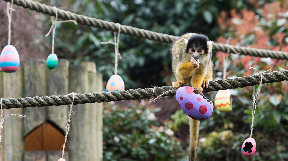 Squirrel monkey eats waxworms during the annual Easter celebrations at ZSL London Zoo.